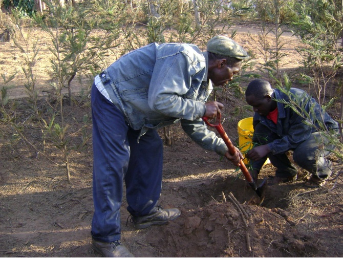 Villagers from Longoi in the Usambara Mountains planting trees