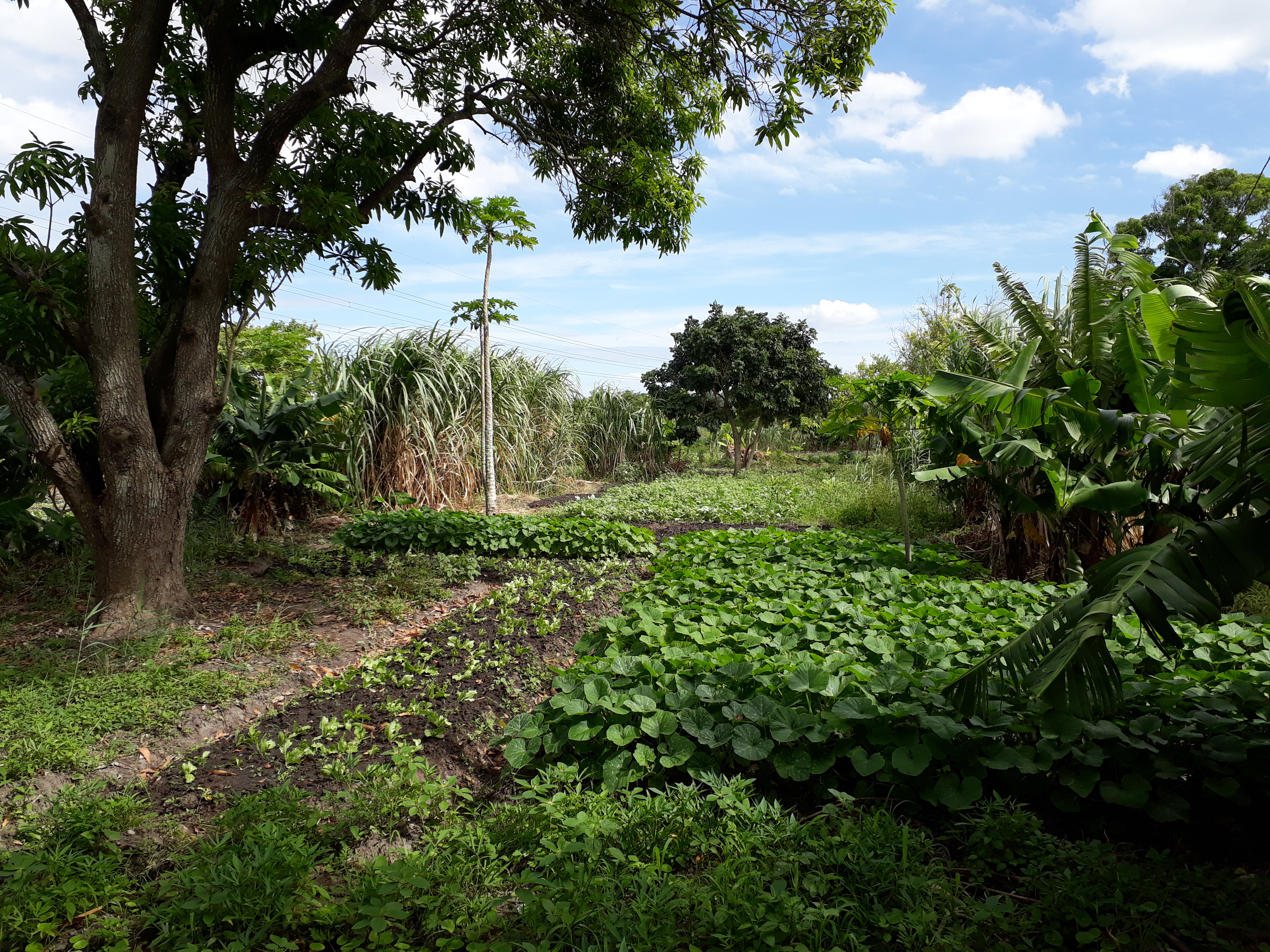 A healthy and productive farming plot in Maputos‘ agricultural green belt