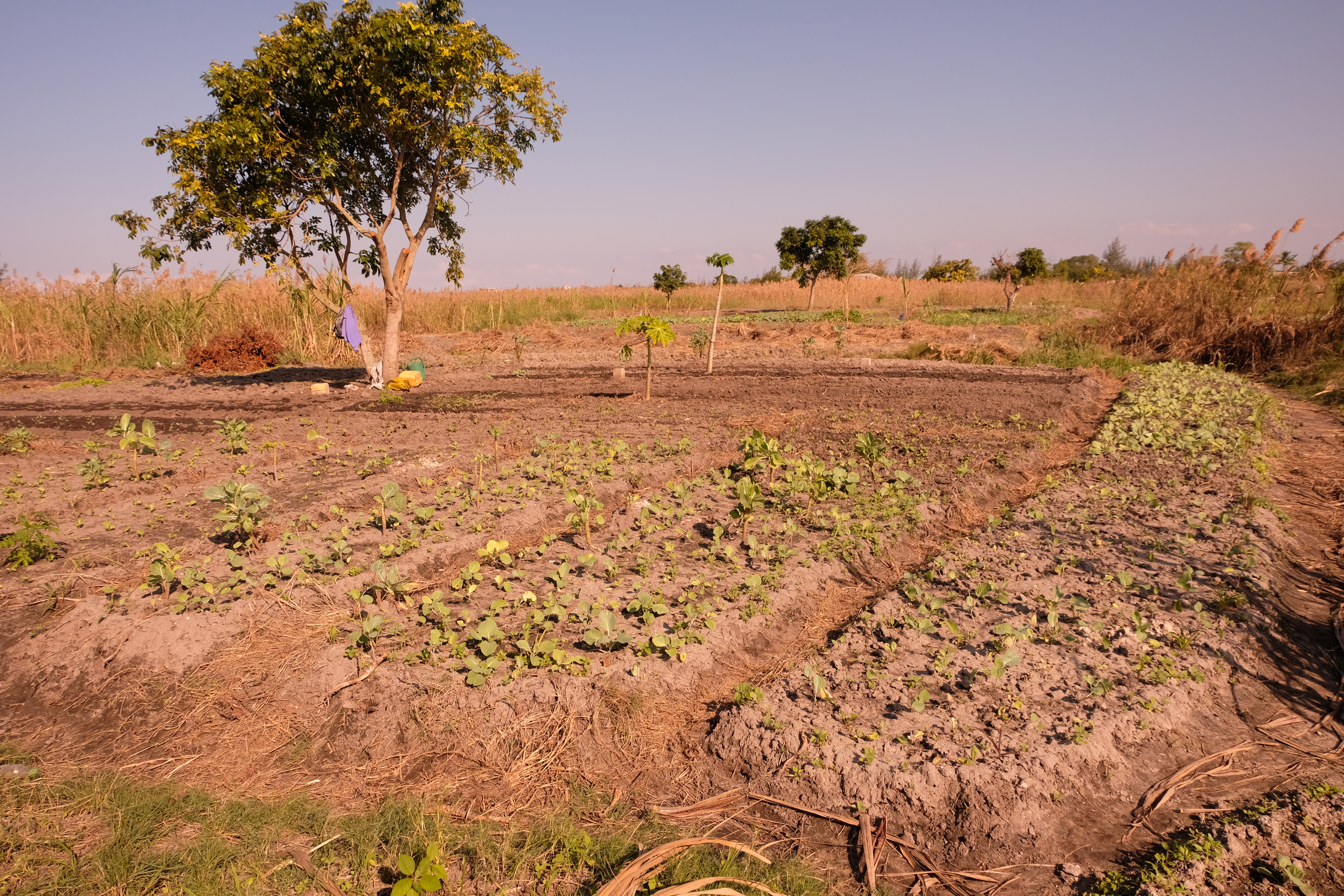 Unproductive vegetable plot due to saline and alkalic conditions. Peri-urban vegetable production zones of Maputo City, southern Mozambique.