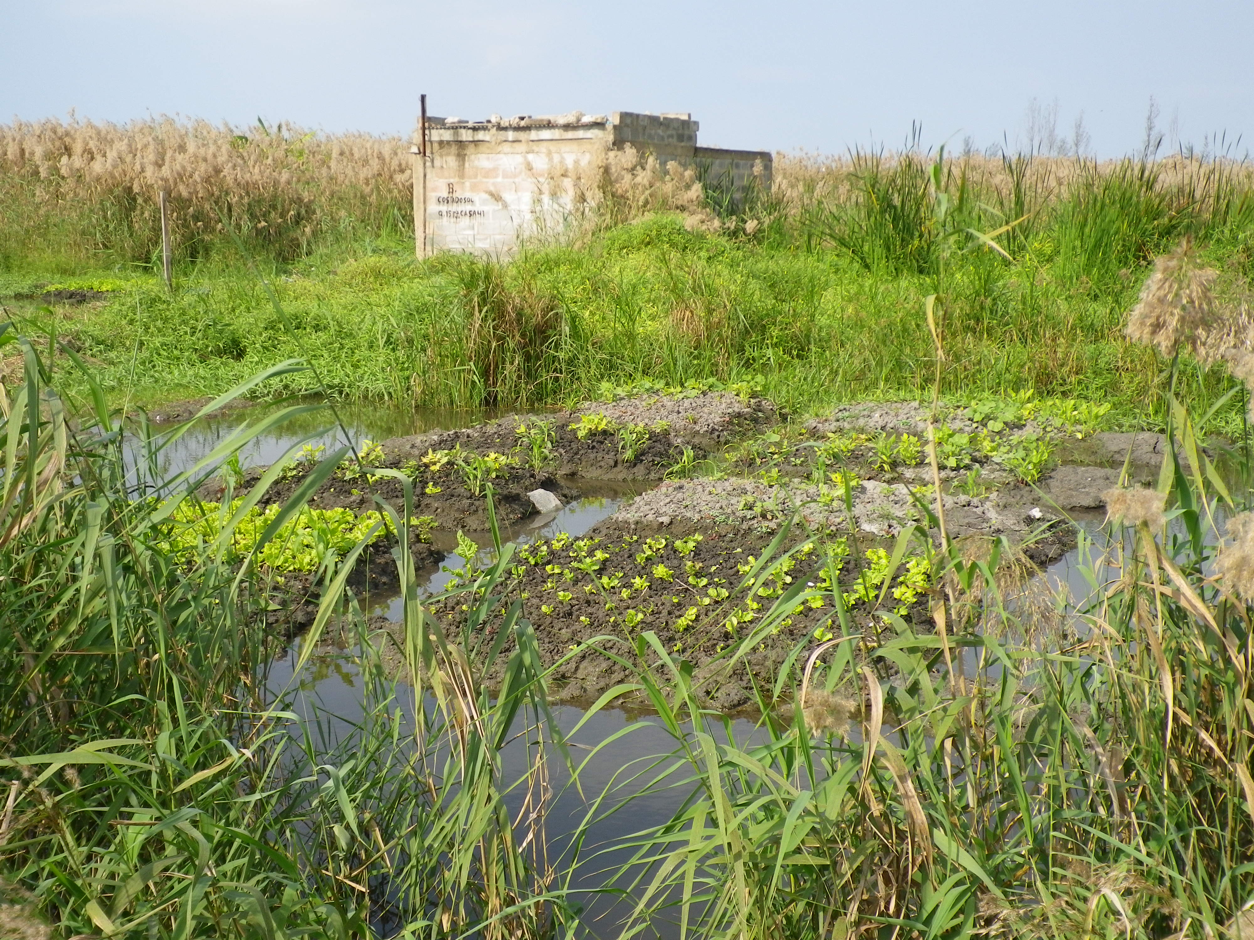Bad drainage locally often associated with salinity