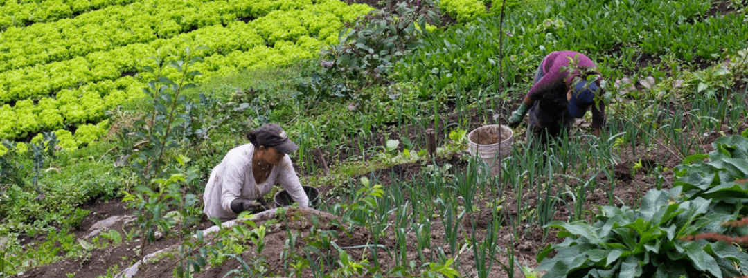 Colombian women farmers on the field are part of the project “Sembrando la confianza de las mujeres”
