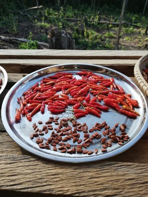 Local chilli and pumpkin seeds dried in the sun. This is one of the traditional methods to keep the seeds dry.