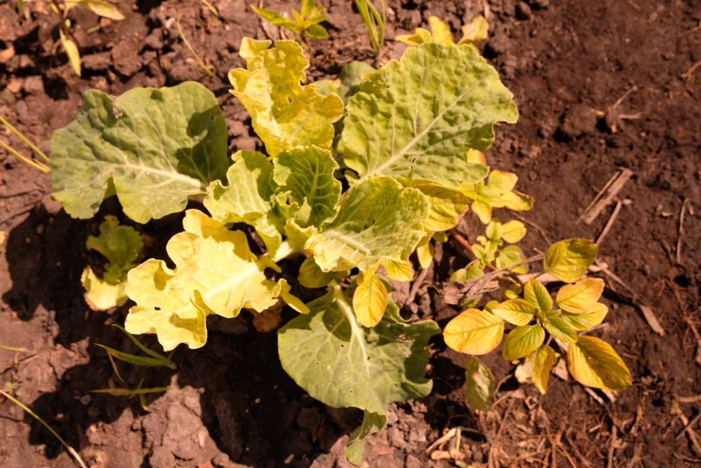 Leaf yellowing, a typical symptom of soil salinity.